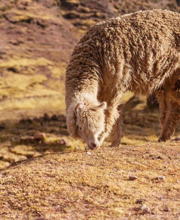 CITY TOUR  CUSCO   VISIT CUSCO FROM 13.00PM TO 19:00PM  EVERY DAYS