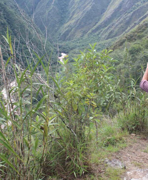 INKA JUNGLE 2 DAYS AND 1 NIGTH